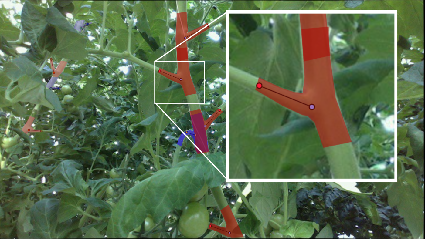 Node annotations on a tomato plant image with zoomed detail