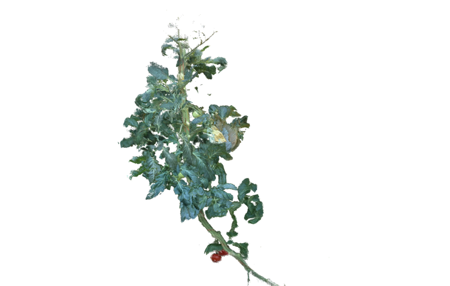 Reconstructed 3D point cloud of a tomato plant